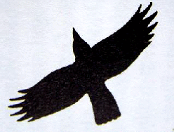 k-Rabenkrhe