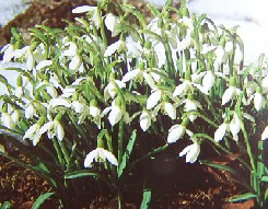 k-Schneeglckchen