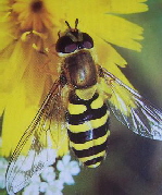 k-schwebfliege
