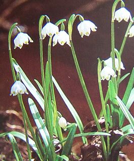 k-Frhlingsknotenblume